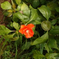Leuenbergeria bleo (Kunth) Lodé